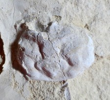 CRABE FOSSILE CRÉTACÉ , COSTACOPLUMA