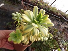 Aeonium "Florescens" big