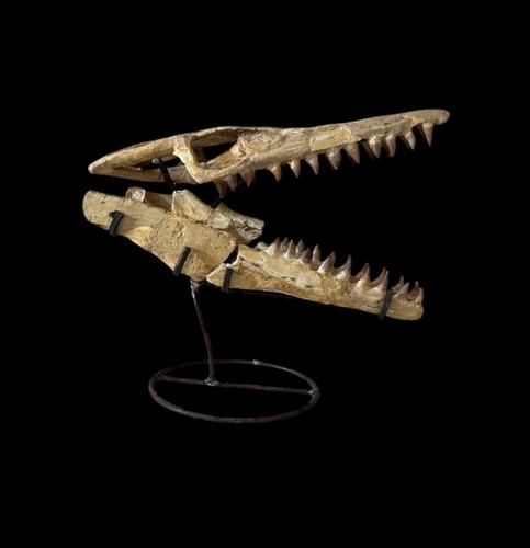Great natural mosasaur skull