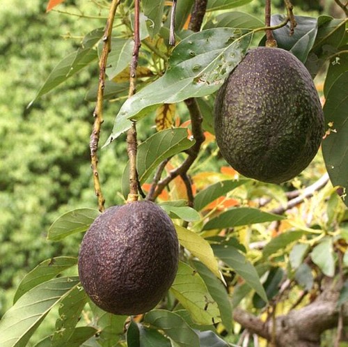 Persea americana avocatier - americana,