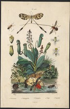 1839 Gravure aquarellée