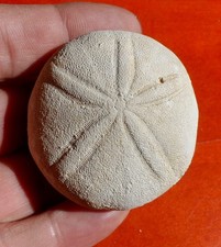 OURSIN FOSSILE ÉOCÈNE DE GIRONDE , ECHINOLAMPAS