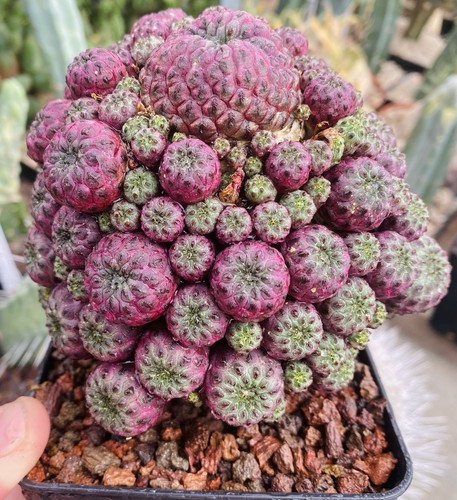 Sulcorebutia rauschii cactus - rauschii,