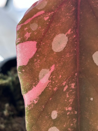 Bouture begonia maculata pink - begonia,