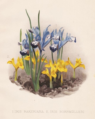 Iris fleurs fleur botanique - fleurs,