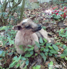 NEW agneau lamb Lamm chevreau bébé  naturalisé taxidermie  curiosité  n° A 4