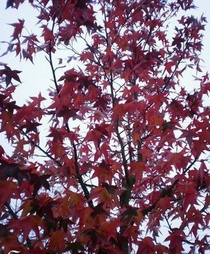 Erable pourpre acer - -,