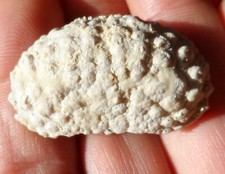 CRABE FOSSILE D'UKRAINE 