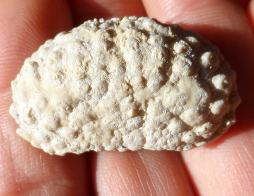 Crabe fossile ukraine - crabe, d'ukraine