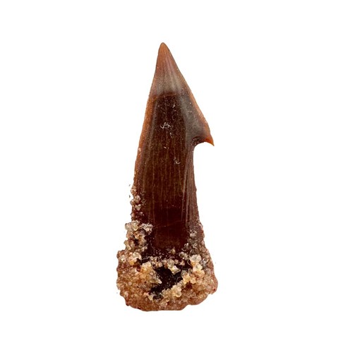 Dent fossile onchopristis - dent, d'onchopristis