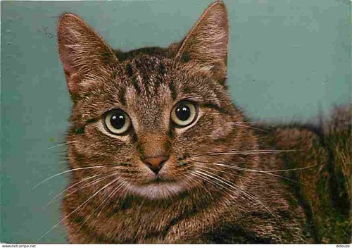 Carte postale animaux - postale,