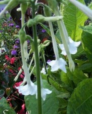 ♫ Tabac Sylvestre 'Tout