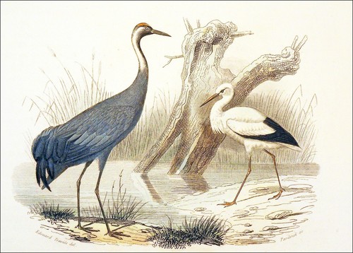échassiers grue et la - la,