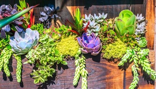 50 plantes grasses - 50,
