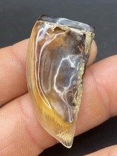 1.58 '' / 4,2 cm - Authentique Rare Turtle Claw ancient old (pendant ?)