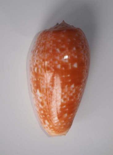 Conus bullatus