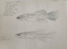 Dessin original de Marcel Bourgeois 1938 Guppys mâle/femelle Attribué – 27x21 cm