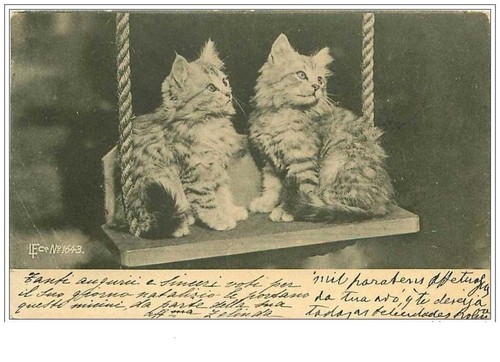 Chats 1951 deux chatons - chats.n°1951.deux, sur