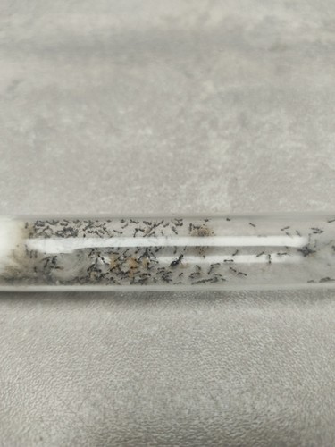 Fourmis monomorium reine - fourmis,