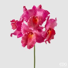 Gde Orchidée Cattleya Duke