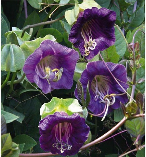 Cobée grimpante bleue 5 - 💜,