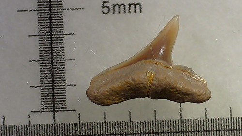 Shark tooth dent requin - shark,