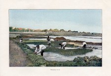 MADAGASCAR " REPIQUAGE DU RIZ