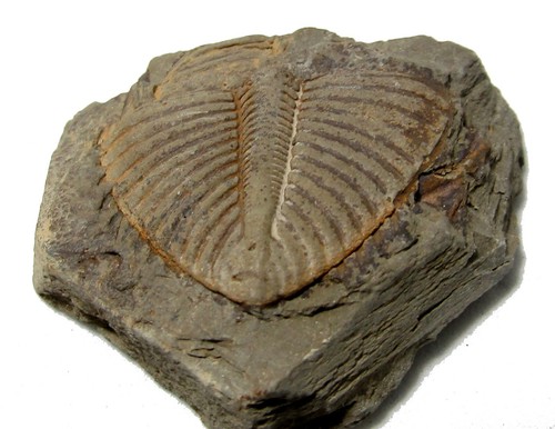 Colle trilobite fossile de - de,