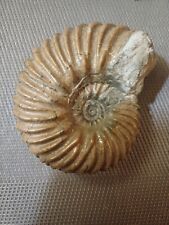 Ammonite Hoplites Dentatus, Albien, Courcelles 37V04