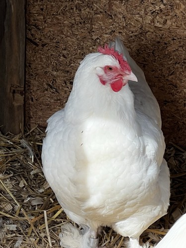 Rare white marans hatching - *,