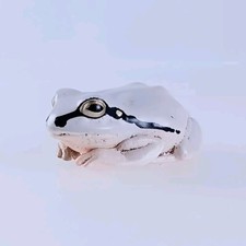 Figurine grenouille arbre