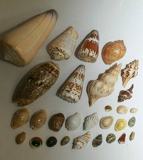 Lot de coquillages divers 30