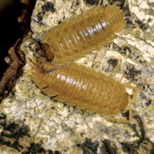 Trachelipus rathkii orange - trachelipus, 'orange'