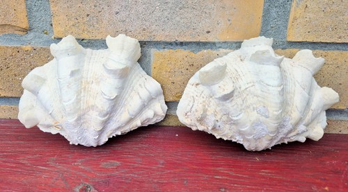 Lot coquillages bénitier - lot, 2
