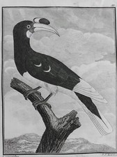 CALAO COTE MALABAR INDE