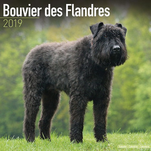 Calendrier 2019 bouvier des - calendrier,