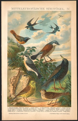 1897 lithographie originale - 1897,