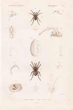 Mygale Caementarium Araignée