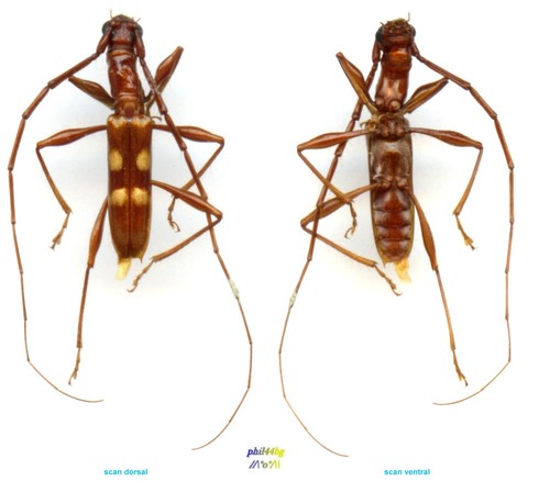 Cerambycidae asynapteron - -,