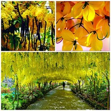 50 graines de Cassia fistula