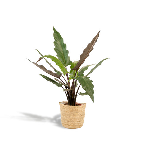 Oreille éléphant alocasia - oreille,