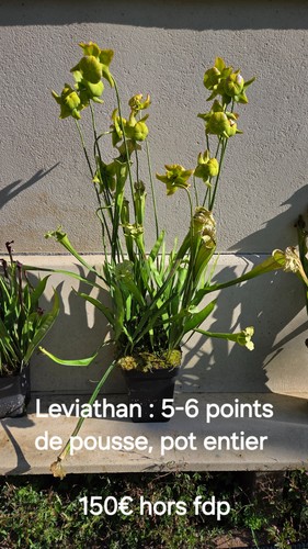 Plante carnivore sarracenia - carnivore,