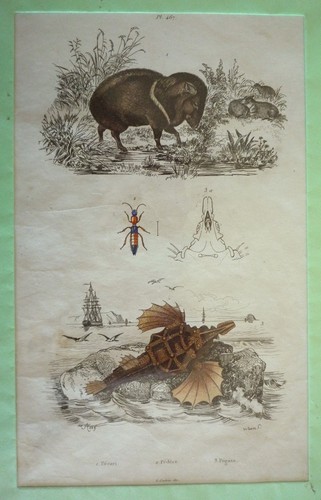 Gravure pécari pédère - gravure, :