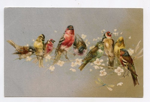 Chardonneret les oiseaux - chardonneret, .les