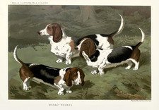 Affiche Retro Basset Hound - Vintage Dog Breed Wall Art -...