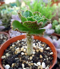 AEONIUM SMITHII plante grasse succulente succulento caudex euphorbe jatropha