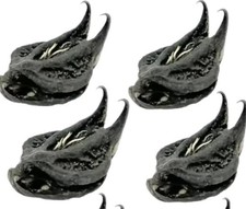 griffe de lion 30 Unités 