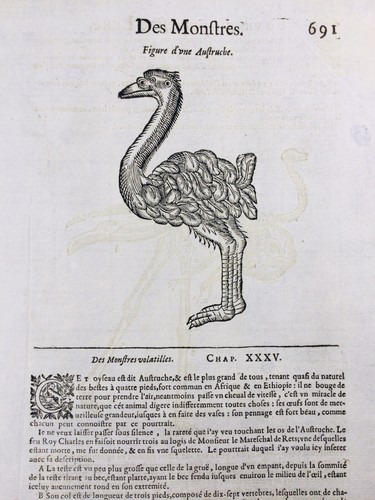 Autruche 1614 rare gravure - autruche,