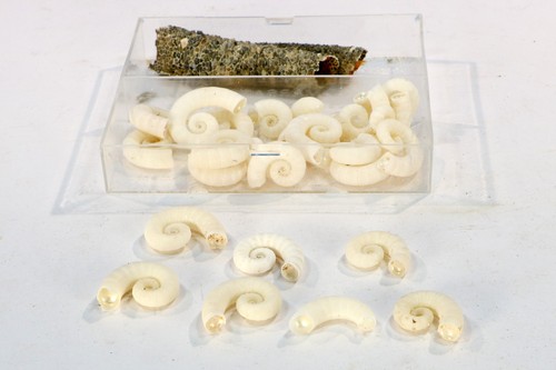 Spirula - ,