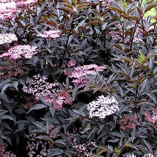 Sambucus nigra 'Black Beauty' - Sureau pourpre